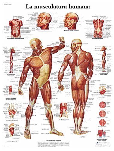3B Scientific VR3118L Póster anatómico, musculatura humana