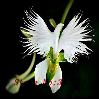 ```Caliente Caliente 100 uds.  vendido Peru Monkey Face Phalaenopsis Orchid Flower Seeds DIY Home Garden Bonsai Flower Plant Seeds
