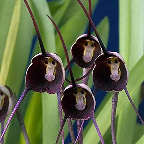 Benoon Semillas de orquídeas 20 unids / bolsa Semillas de orquídeas Raras Semillas de flores portátiles que dan vida Forma especial Balcón Púrpura Cara de mono Flor de orquídea