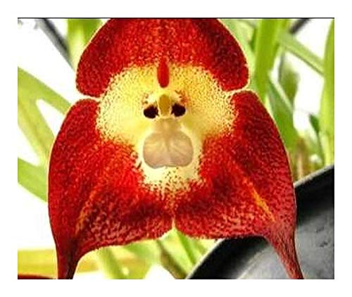 Cara de Mono Orquídea Roja - Cara de Mono Orquídea Roja - 20 semillas