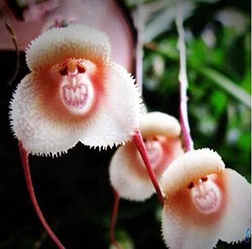 Orquídea cara de mono - 20 semillas