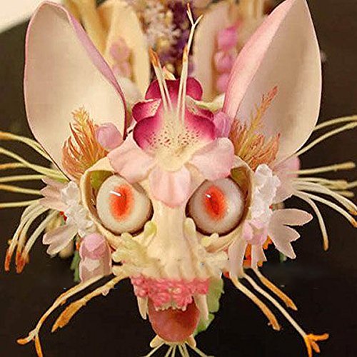 KINGDUO Egrow 30 Pcs / Pack Semillas de orquídeas de cara de mono japonés Semillas de flores de dragón de jardín