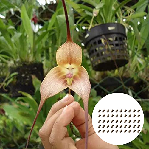 P12cheng Semillas de plantas 50 unids / bolsa Semillas de orquídeas de cara de mono Pétalos Embellecer Plantas de oficina Jardín en maceta raro - Semillas de orquídeas de cara de mono