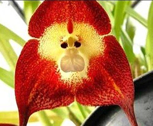 Cara de Mono Orquídea Roja - Cara de Mono Orquídea Roja - 20 semillas