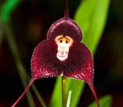 100 Unids Perú Cara de Mono Semillas de Orquídeas En Maceta Superior Simia Orquídea Phalaenopsis Bonsai Plantas Semillas de Flores Más Regalo Misterioso