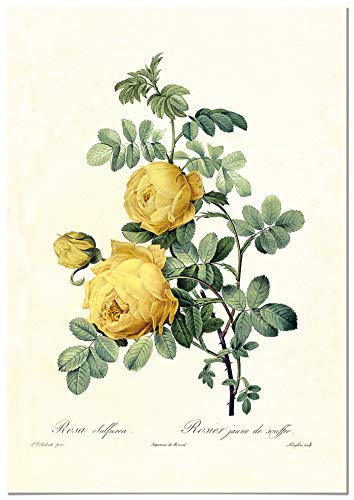 Póster Vintage Panorama Rosa Amarilla 50x70cm - Impreso en Papel de 250gr - Hojas Verdes - Hojas Enmarcadas - Cuadros Decoración Salón - Cuadros Botánicos - Cuadros Plantas
