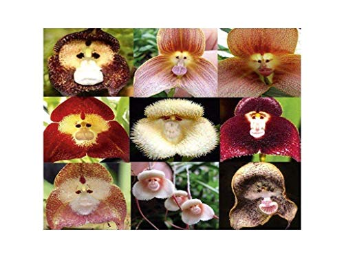 100pcs Cara de mono Mezcla de orquídeas tropicales Semillas Plantas de flores exóticas raras Bonsai