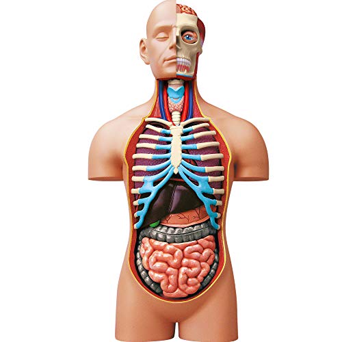 ExPLORA 546080 - Anatomía del torso humano - Modelo realista de 54 piezas - 40 cm - Torso + Elementos removibles + Base - Discovery Kit - para 8 años