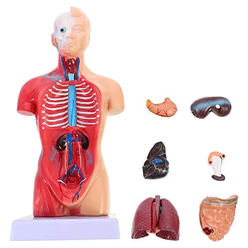 Iplusmile modelo de cuerpo de Torso humano 15 piezas desmontables para niños aprendizaje de anatomía muñeca humana modelo de órgano humano juguete anatómico
