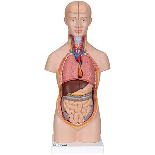 3B Scientific B22 modelo anatómico humano - mini torso, 12 piezas + software de anatomía - 3B Smart Anatomy