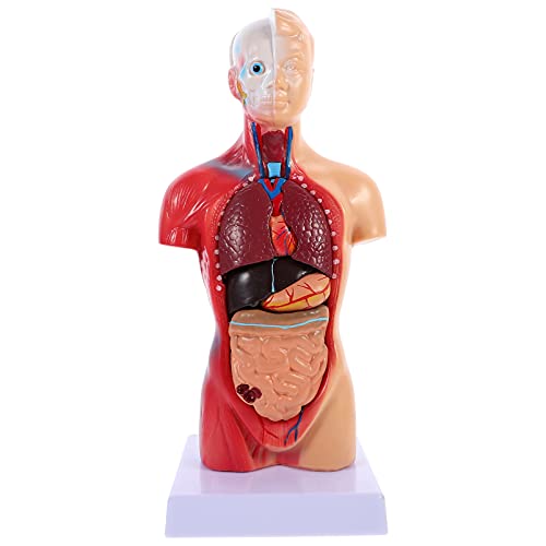 iplusmile Modelo de cuerpo humano Torso Muñeca de anatomía 15 Piezas desmontables 3D Modelo de órgano humano Esqueleto visceral Cerebro Educación Uso de enseñanza
