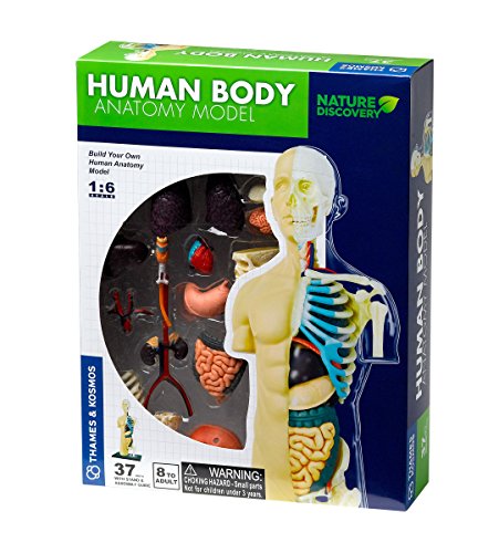 Támesis y Cosmos |  260830 |  Modelo de anatomía del cuerpo humano |  37 piezas con soporte y guía |  Construye tu propio cuerpo humano |  Rango de descubrimiento de la naturaleza |  Edades 8+
