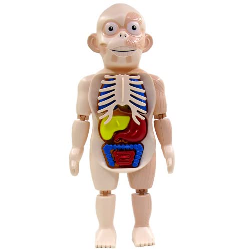 Toyvian Modelos de órganos humanos para niños, Mini órganos de plástico Juguetes cognitivos, Juguetes coloridos de órganos desmontables, Juguetes de maniquí ensamblados para niños