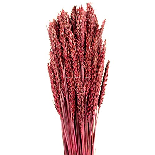 Espiga de trigo natural Artipistilos® - Tamaño de la cabeza: entre 5 y 15 cm.  Largo X 2 Cms.  Latime, Burdeos - Flor seca